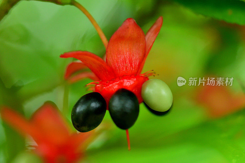 美丽植物的花/毛莨属